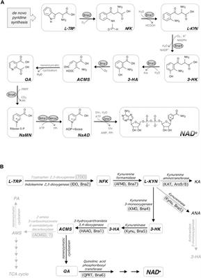 NAD+ Metabolism, Metabolic Stress, and Infection